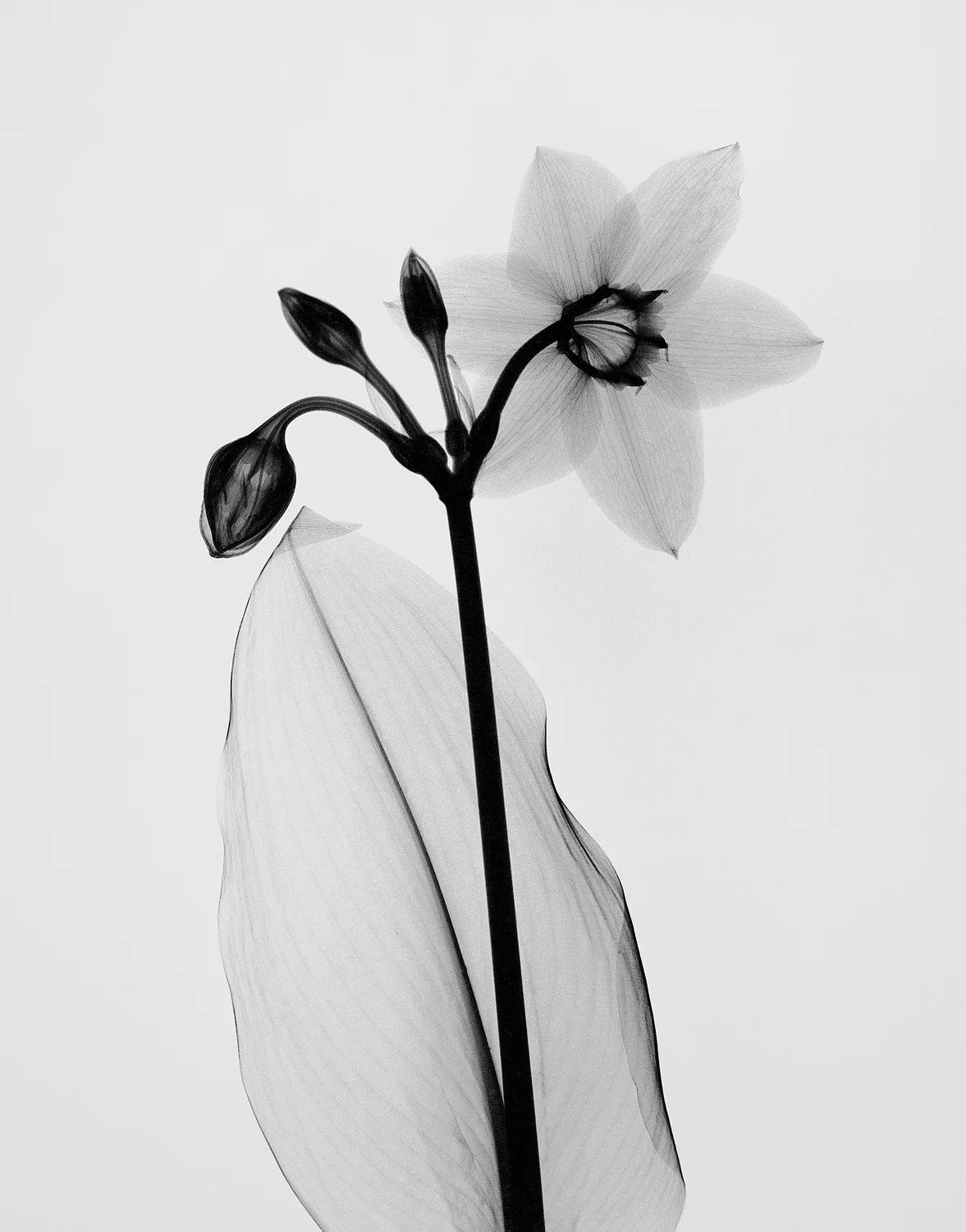 アート・デザイン・音楽 Dr. Dain L. Tasker Dr. Dain L. Tasker — Stinehour Editions